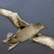 Sooty Shearwater